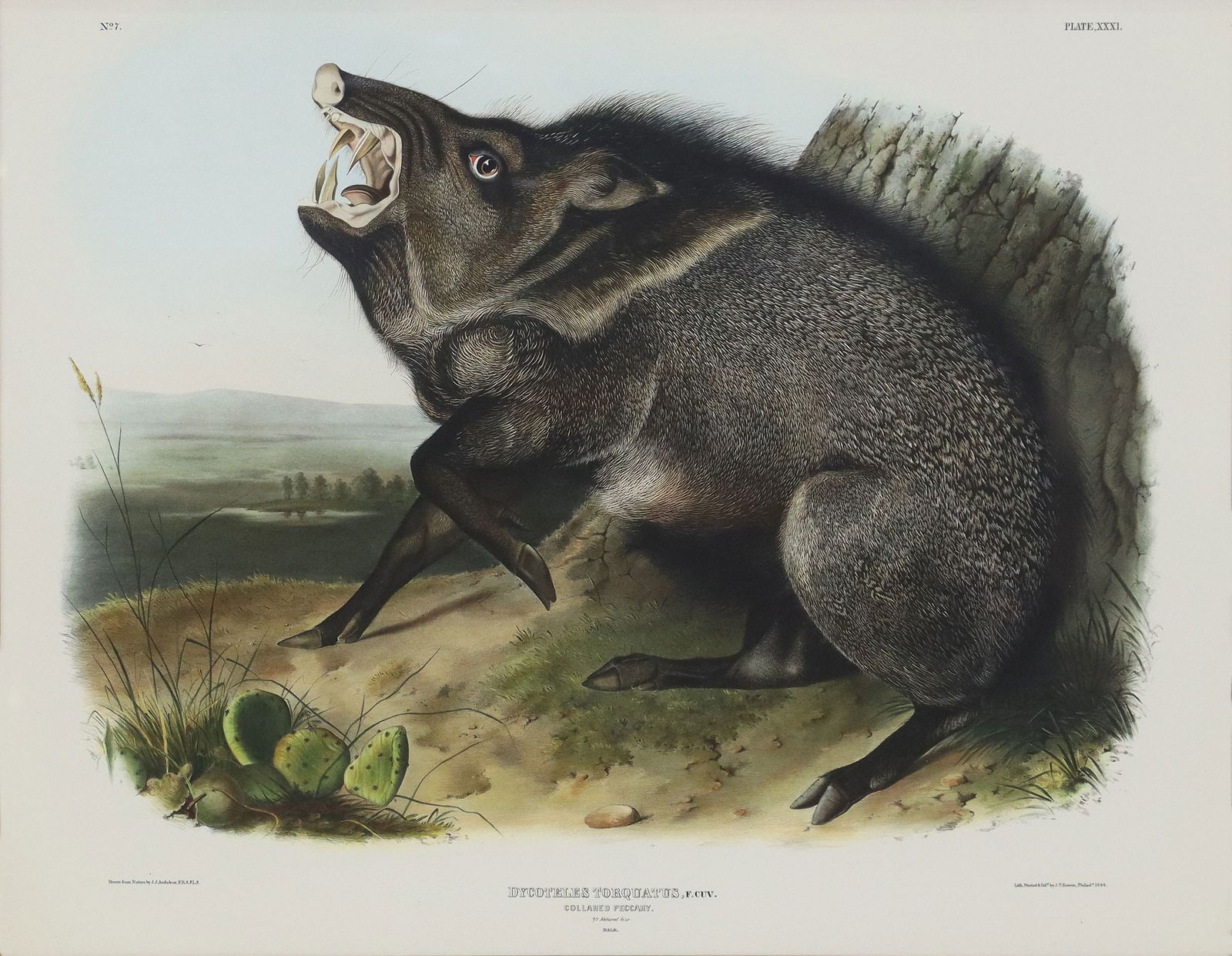 AFTER J.J. AUDUBON QUADRUPEDS COLLARED PECCARY (1 of 3)