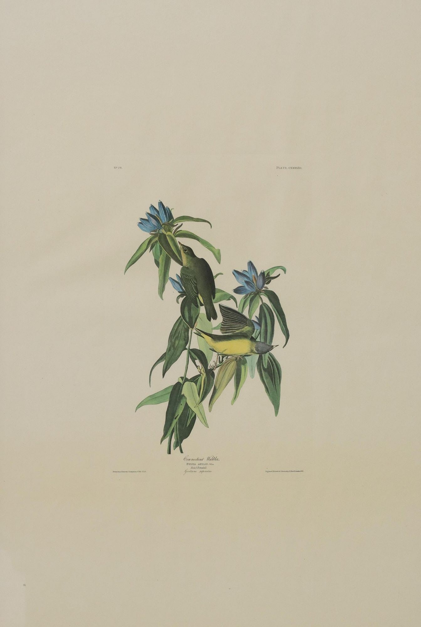 AFTER J.J. AUDUBON GRAFS FINCH AMSTERDAM EDITION (1 of 6)