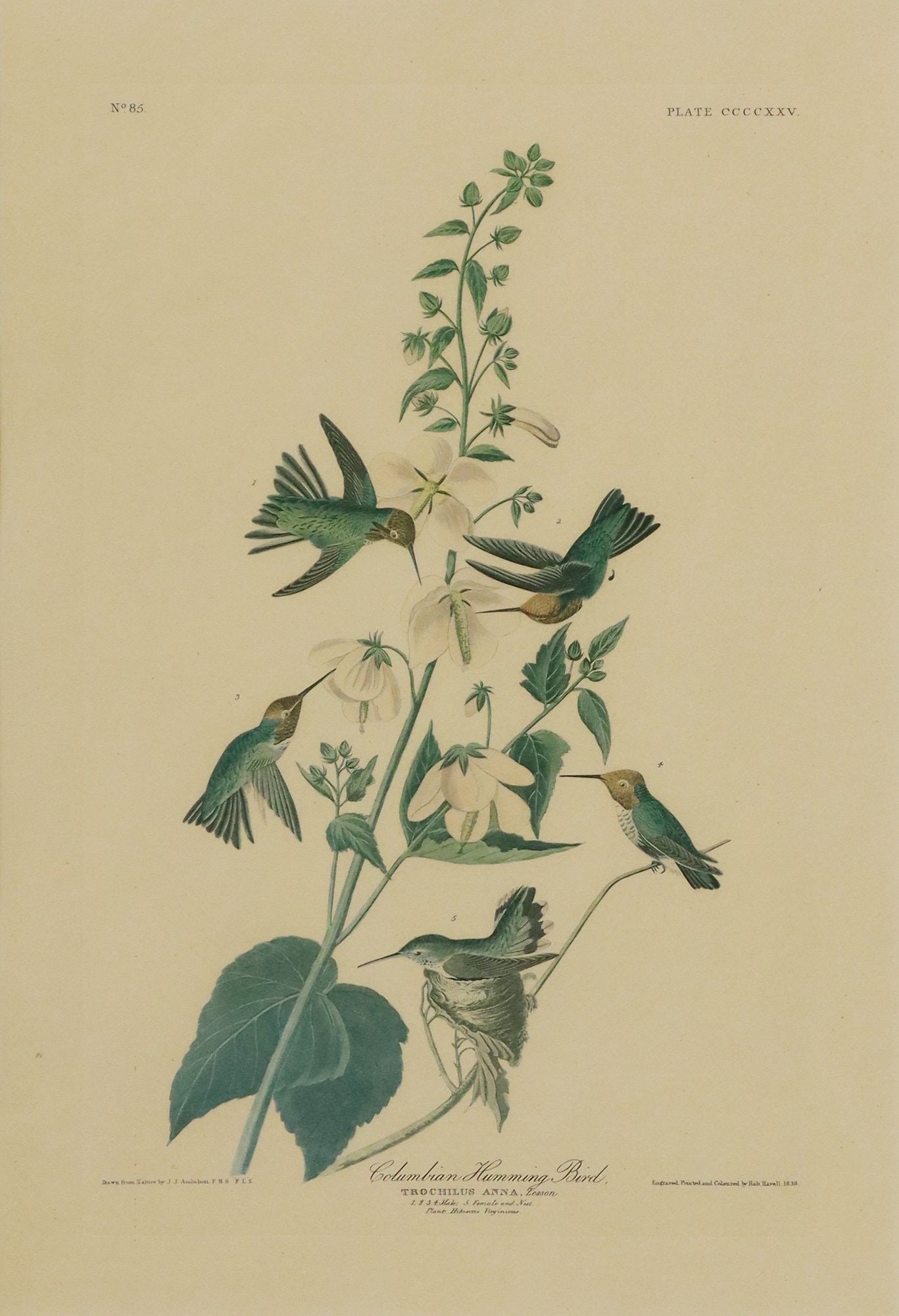 AFTER J.J. AUDUBON GRAFS FINCH AMSTERDAM EDITION (1 of 6)