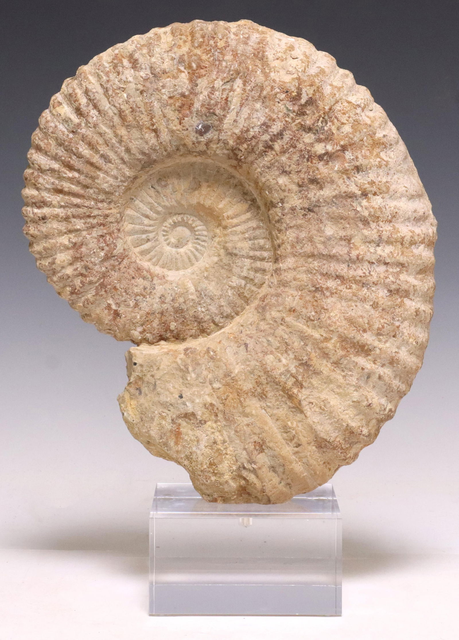 AMMONITE FOSSIL SPECIMEN ON ACRYLIC BASE (1 of 4)