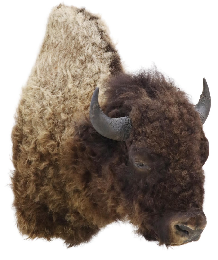 AMERICAN BISON TAXIDERMY TROPHY MOUNT, 48"H: Large American Bison taxidermy shoulder mount, professional restoration to horns, approx 48"h, 24"w, 40"d **Provenance: Part of a herd at Triple U Buffalo Ranch, Mission Ridge, South Dakota, where the