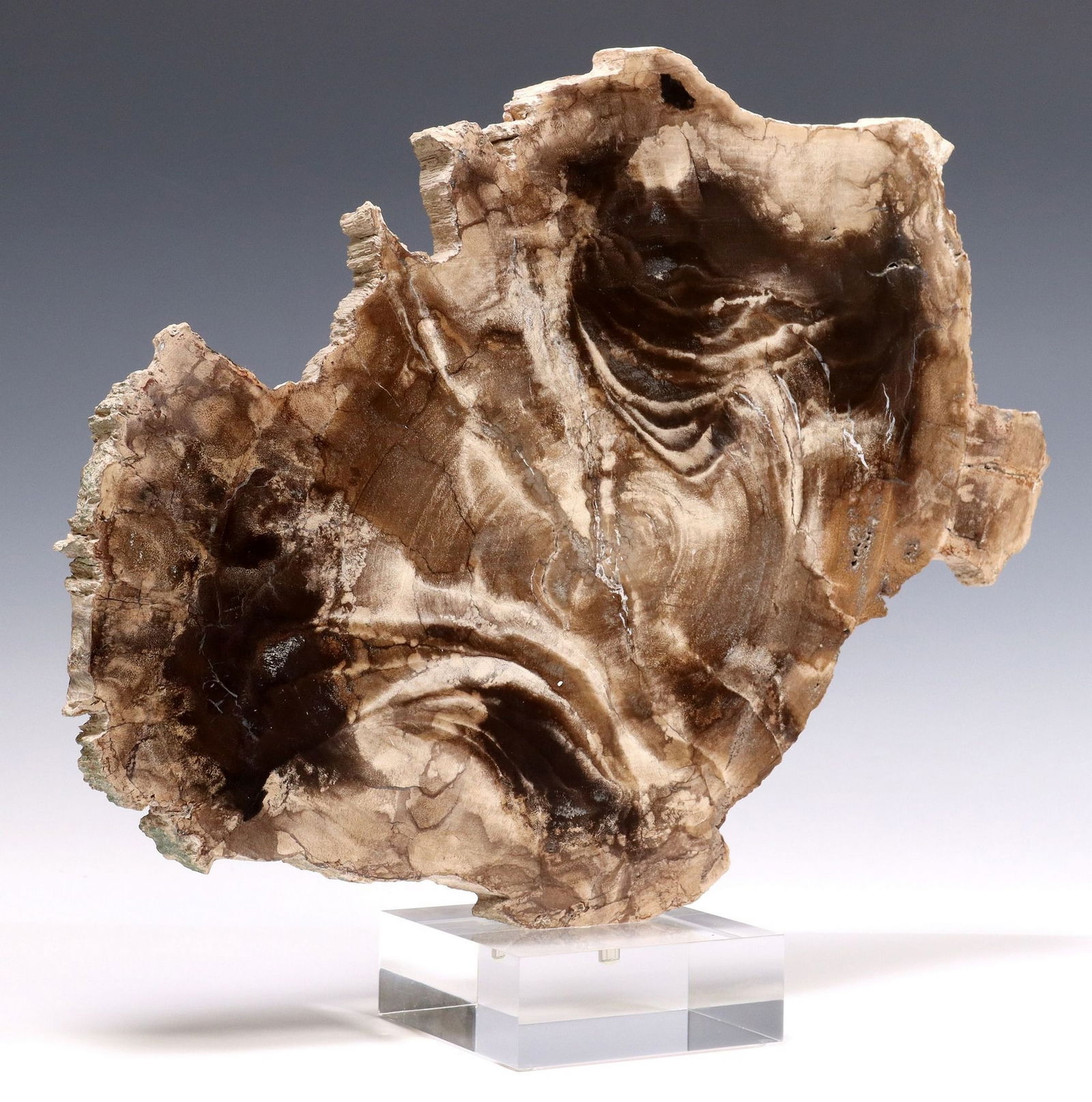 GEOLOGICAL PETRIFIED WOOD SPECIMEN ON ACRYLIC BASE (1 of 3)