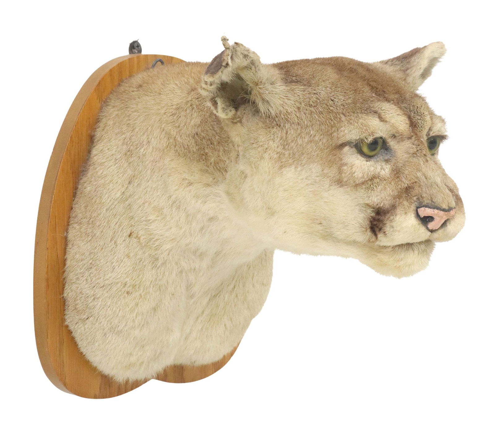 TAXIDERMY COUGAR HEAD MOUNT: Taxidermy, Cougar (Mountain Lion, Panther or Puma) head mount on display board, tag at verso of "Museum Exhibit Laboratory, Austin", mount approx. 13"h, 10.5"w, 14"d, 6.4