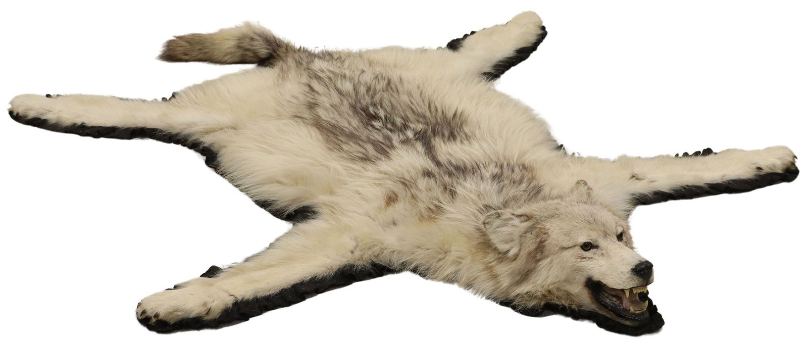 TAXIDERMY ALASKAN WOLF RUG, 71" X 58" (1 of 3)
