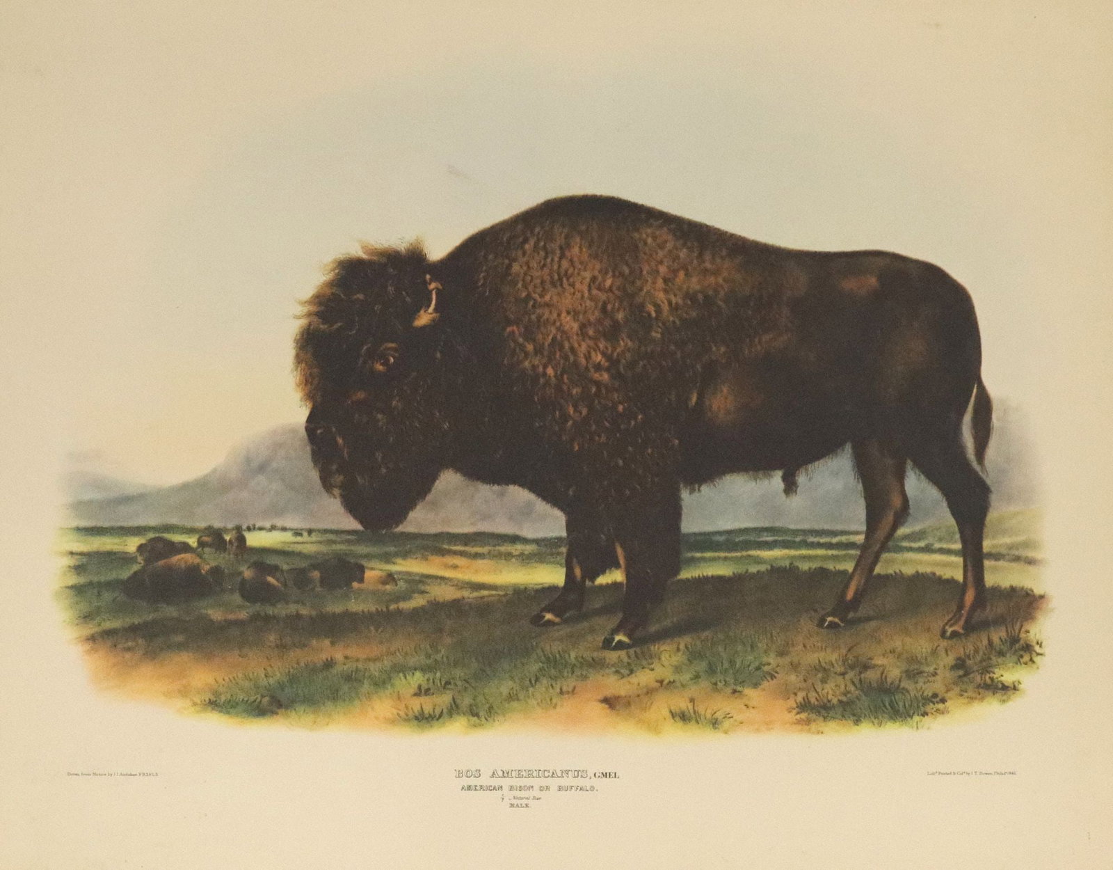 AFTERÂ JOHN JAMES AUDUBON QUADRUPEDS OF NORTH AMERICA AMERICAN BISON: Unframed offset print on paper, "Bos americanus, Gmel, American Bison or Buffalo. 1/7 Natural Size. Male," after John James Audubon (1785-1851), originally published in "The Vivipa
