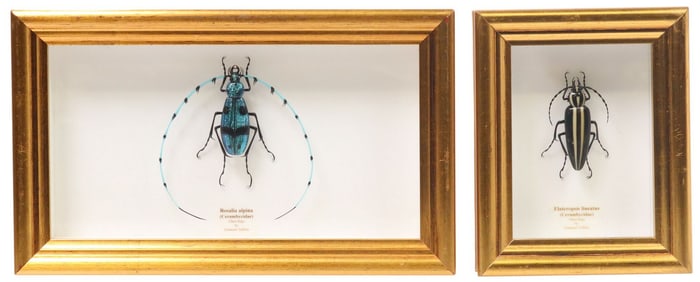 (2) EMANUEL TOFFOLO (B.1982) FRAMED LAMPWORKED GLASS INSECTS