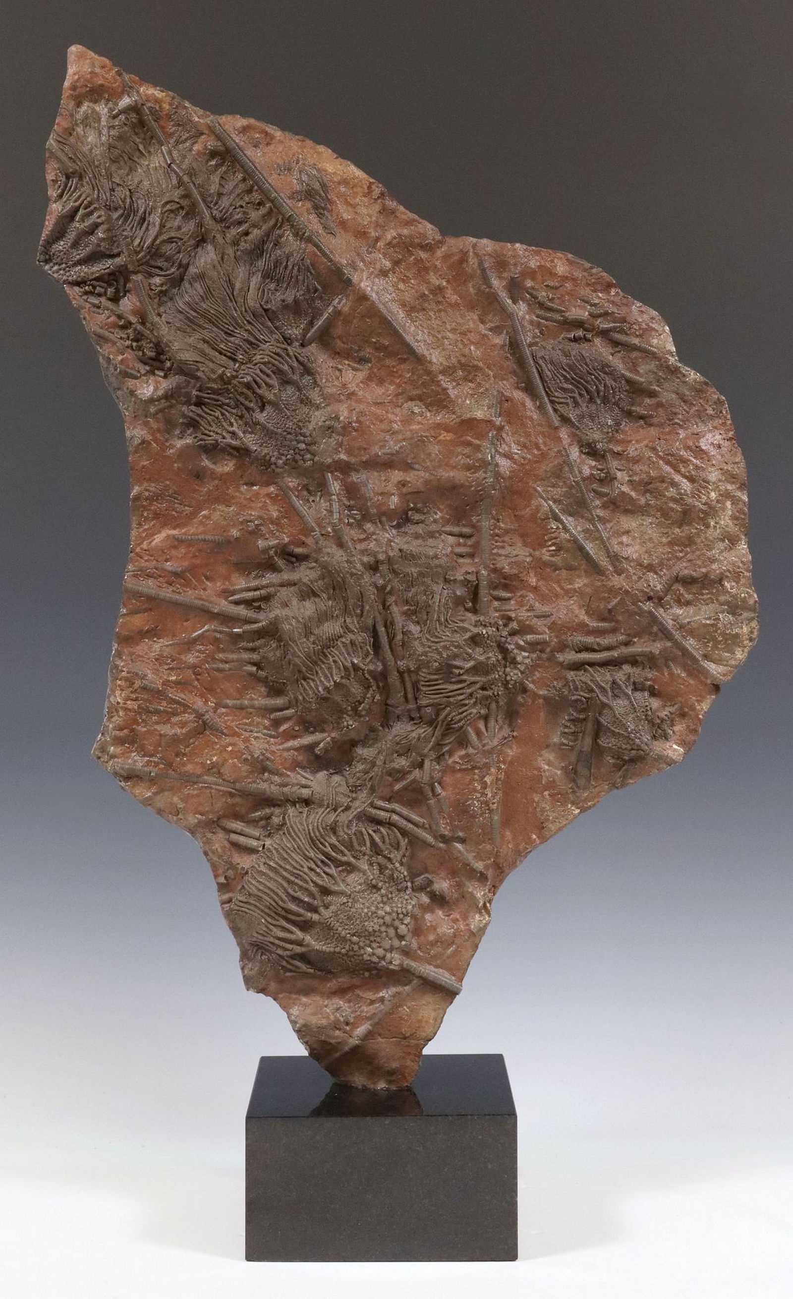 LARGE GEOLOGICAL CRINOID SPECIMEN ON GRANITE BASE (1 of 3)