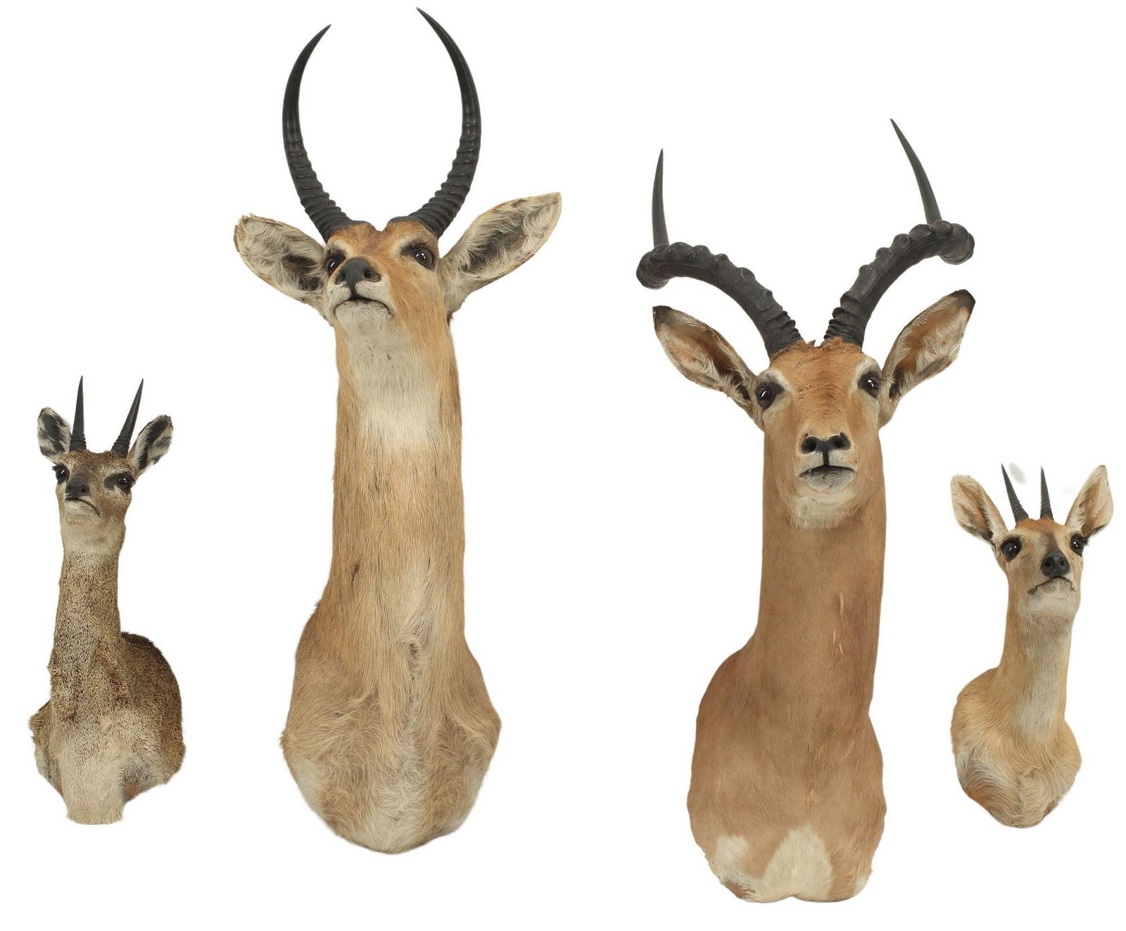 (4) TAXIDERMY AFRICAN SHOULDER MOUNT GAME TROPHIES (1 of 5)
