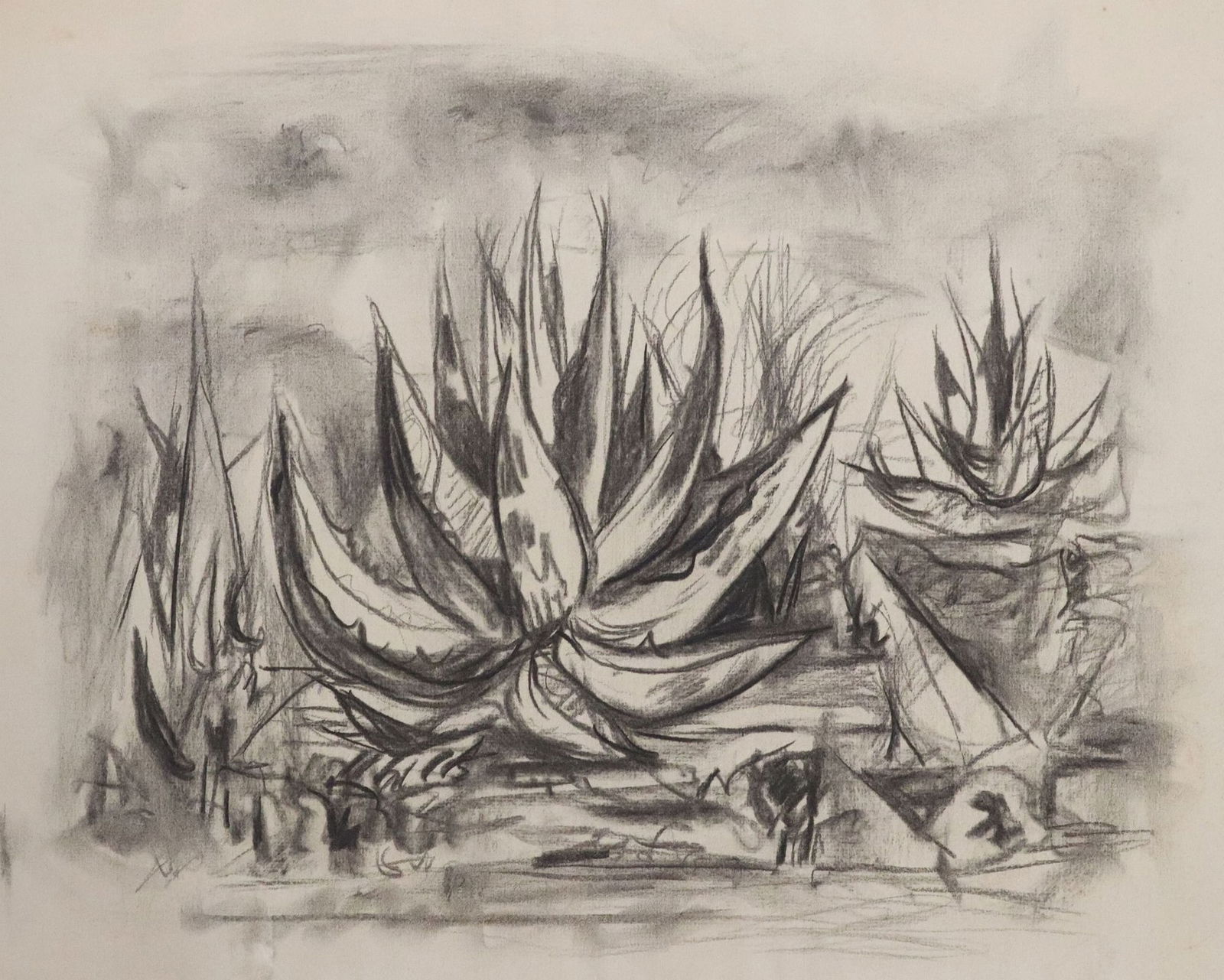 EVERETT SPRUCE (1908-2002) CHARCOAL DRAWING CENTURY PLANT STUDY: Unframed charcoal drawing on paper, Agave Plant Study, attributed to Everett Franklin Spruce (Texas, Arkansas, 1908-2002), numbered 778 872 653 to reverse, unsigned, sheet: approx 15.5"h, 19