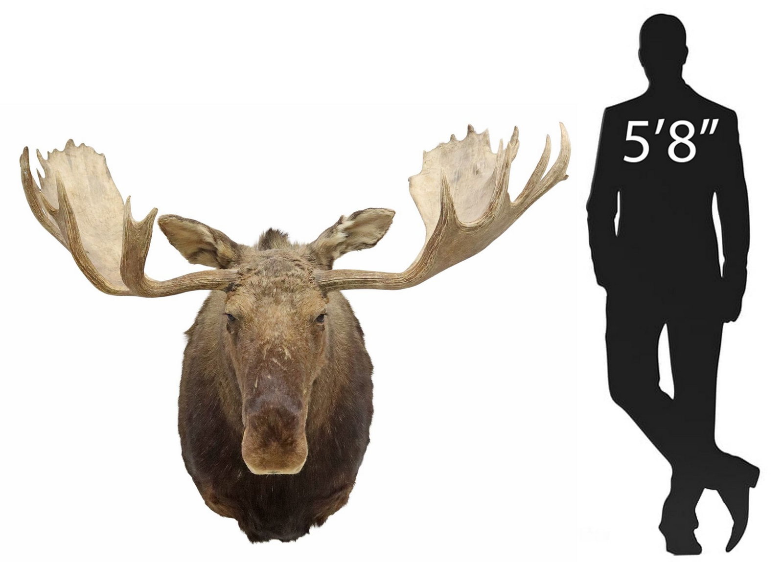 LARGE TAXIDERMY MOOSE TROPHY SHOULDER MOUNT, 58"W: Monumental taxidermy moose trophy shoulder mount, approx 54"h, 58"w, 45"d