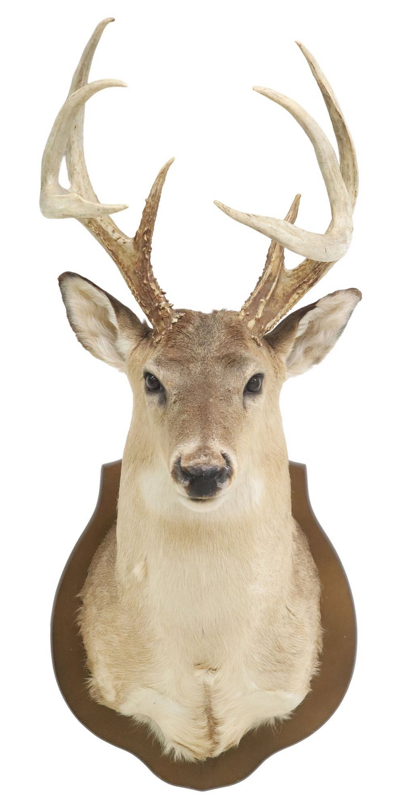 TAXIDERMY WHITETAIL DEER TROPHY SHOULDER MOUNT, EIGHT POINTS: Taxidermy whitetail deer trophy shoulder mount, eight points, mounted by Richard and Pixie Hicks, Hicks Taxidermy, Northport, Alabama, approx 40"h, 18"w, 25"d