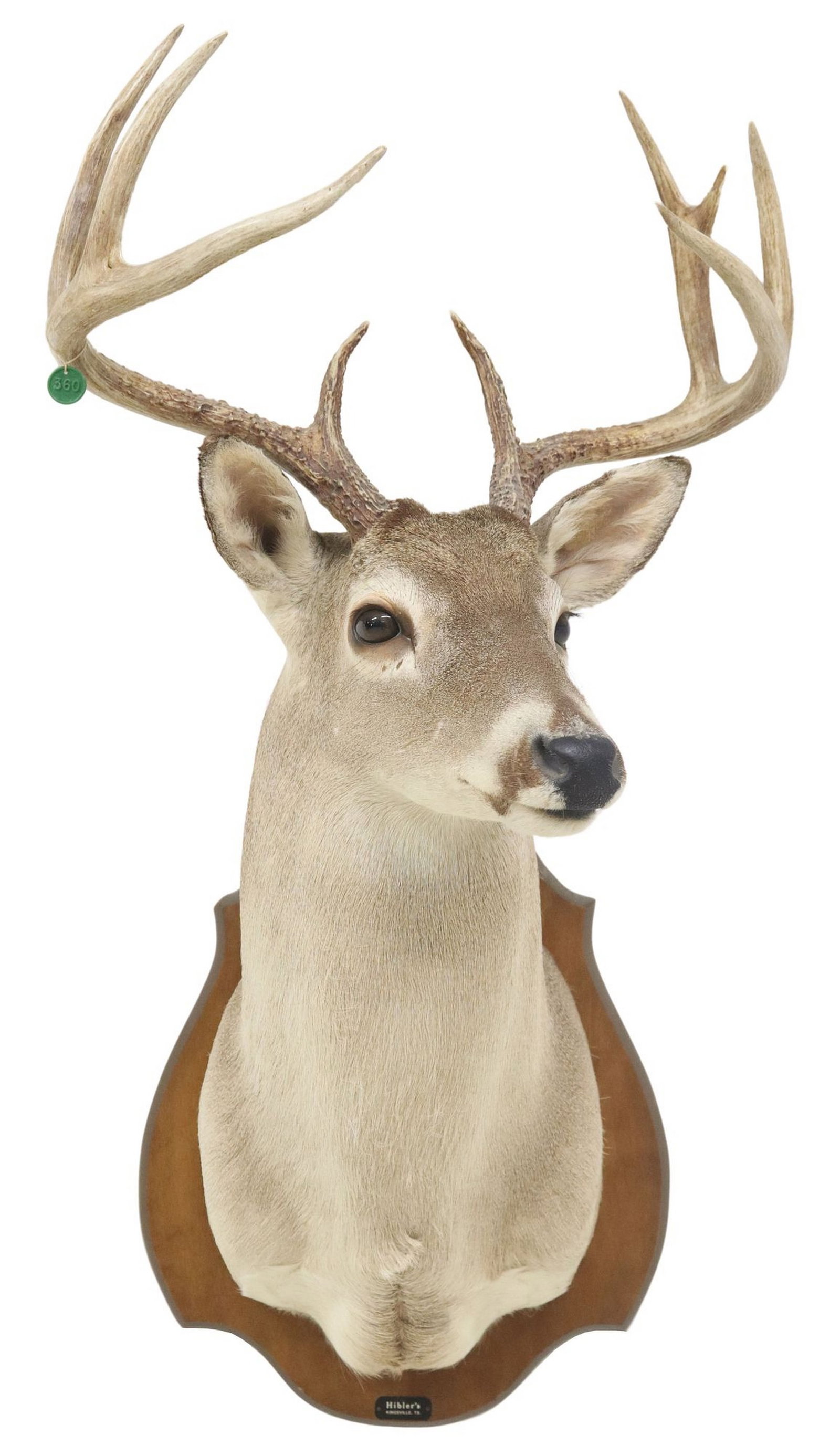 TAXIDERMY WHITETAIL DEER TROPHY SHOULDER MOUNT, NINE POINTS: Taxidermy whitetail deer trophy shoulder mount, nine points, mounted by Hibler Taxidermy, Kingsville, Texas, approx 42"h, 20"w, 22.5"d 