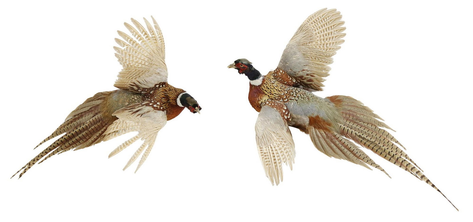 (2) TAXIDERMY WALL MOUNT FLYING PHEASANTS: (lot of 2) Taxidermy flying pheasants, both wall mounts, including: (1) on shield-form backing, approx. 36"l, 27"w, 12"d; (1) having small wood back, loss to feathers on one wing, appro