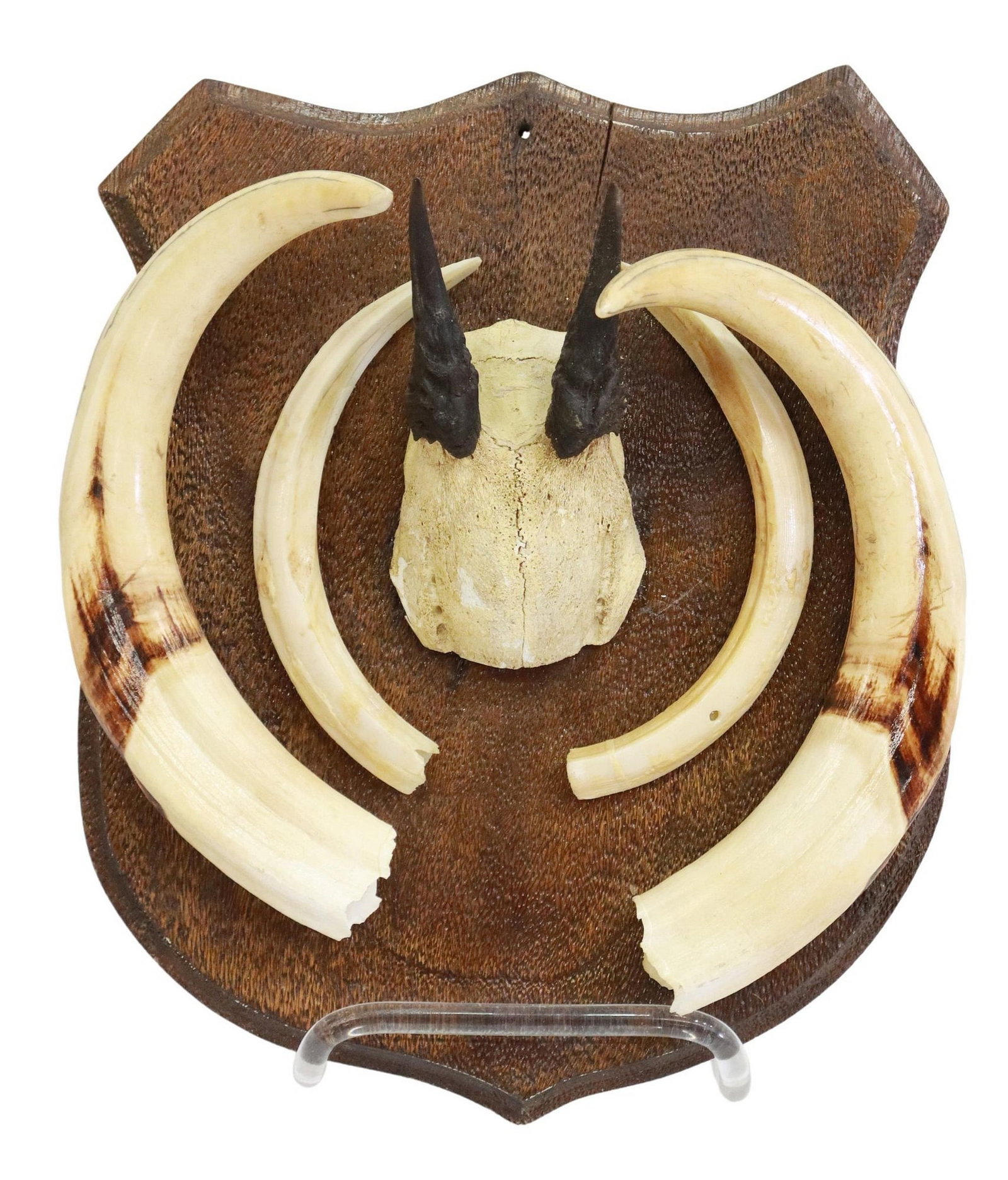 TAXIDERMY TUSKS & ANTLERS ON WALL PLAQUE: Taxidermy tusks and antlers mounted on shield-form wood plaque, two pairs warthog tusks, flanking central antlers, approx 11"h, 9"w, 2"d, 2.5lbs