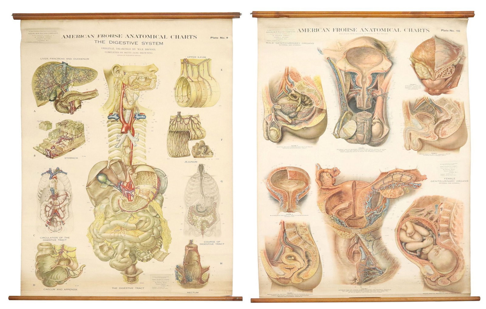 (2) 'AMERICAN FROHSE ANATOMICAL CHARTS' MEDICAL DIAGRAM SCROLLS: (lot of 2) "American Frohse Anatomical Charts," each after original drawings by Max Brodel (German-American, 1870-1941), printed by Adam, Rouilly and Company, color prints on canvas scr