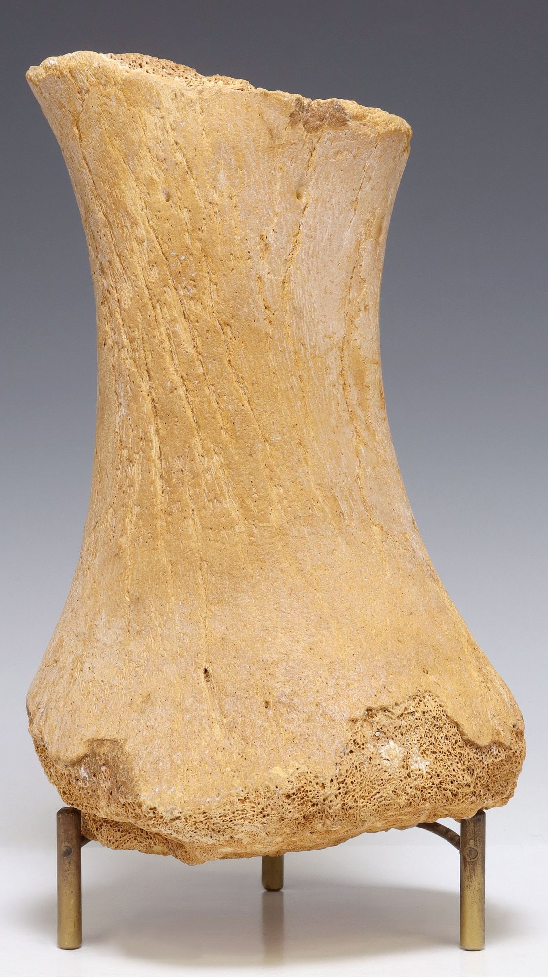 FOSSILIZED MASTODON BONE: Fossilized bone, believed to be from a Mastodon, approx. 13" x 7.25" x 6", 13lbs, comes with a short wire stand, total 13.35lbs