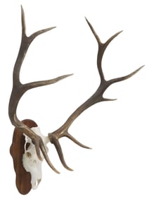 LARGE TAXIDERMY EUROPEAN ELK SKULL 12-POINT ANTLER TROPHY MOUNT, ON WOOD PLAQUE