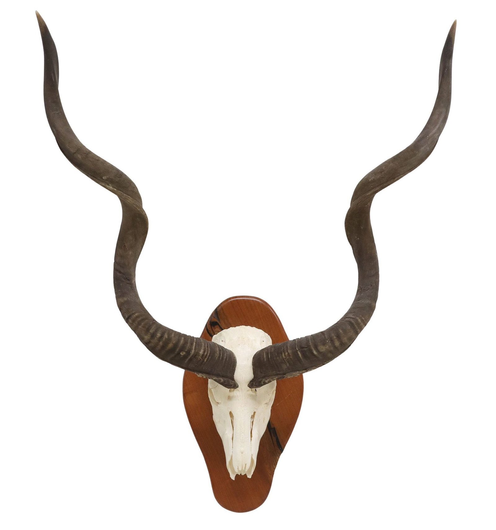 LARGE TAXIDERMY KUDU SKULL TROPHY MOUNT ON WOOD PLAQUE, 46"H: Large taxidermy kudu skull trophy mount, on shaped wood plaque, retaining tag from Rhodes Brothers Taxidermy (Kerrville, Texas), overall: approx 46"l, 34.25"w, 18.75"d,&n
