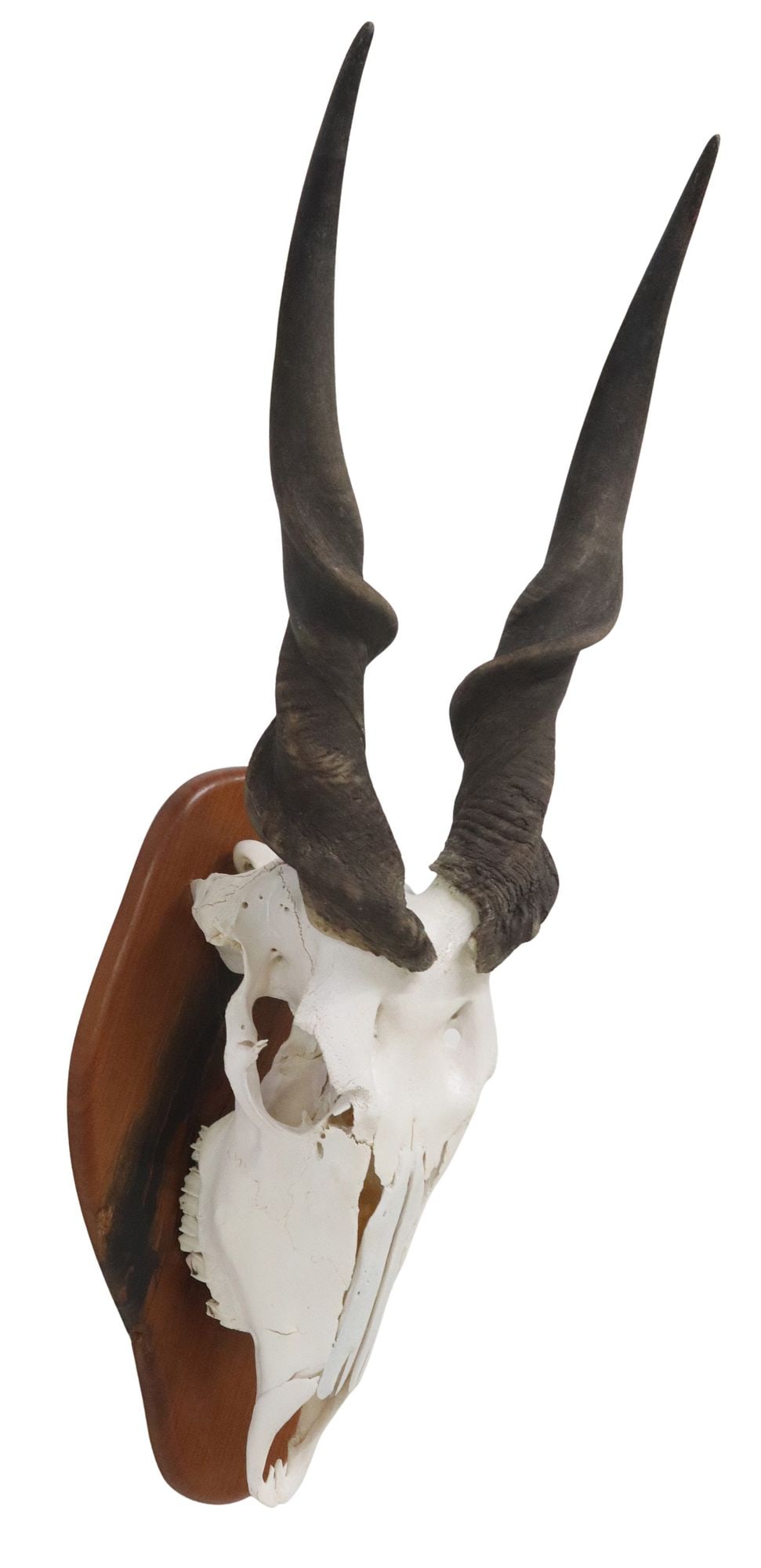 TAXIDERMY ELAND ANTELOPE SKULL TROPHY MOUNT ON WOOD PLAQUE, 39.5"L: Large taxidermy eland antelope skull trophy mount, on shaped wood plaque, retaining tag from Rhodes Brothers Taxidermy (Kerrville, Texas), dated 3/10/20, overall: approx 39.5"l, 12
