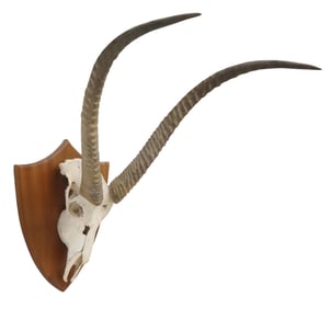 LARGE TAXIDERMY WATERBUCK SKULL TROPHY MOUNT ON WOOD PLAQUE, 37"L