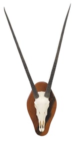 TAXIDERMY ORYX GEMSBOKE SKULL TROPHY MOUNT ON WOOD PLAQUE, 53"L