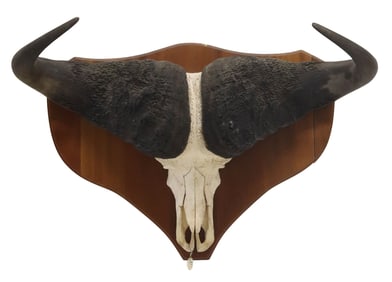 LARGE TAXIDERMY CAPE BUFFALO TROPHY MOUNT ON WOOD PLAQUE