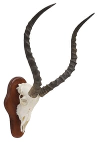 TAXIDERMY IMPALA ANTELOPE SKULL TROPHY MOUNT ON WOOD PLAQUE,