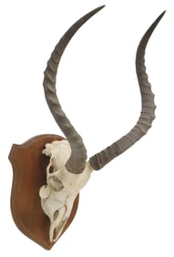 TAXIDERMY IMPALA SKULL TROPHY MOUNT ON WOOD PLAQUE, 25 5/8"L
