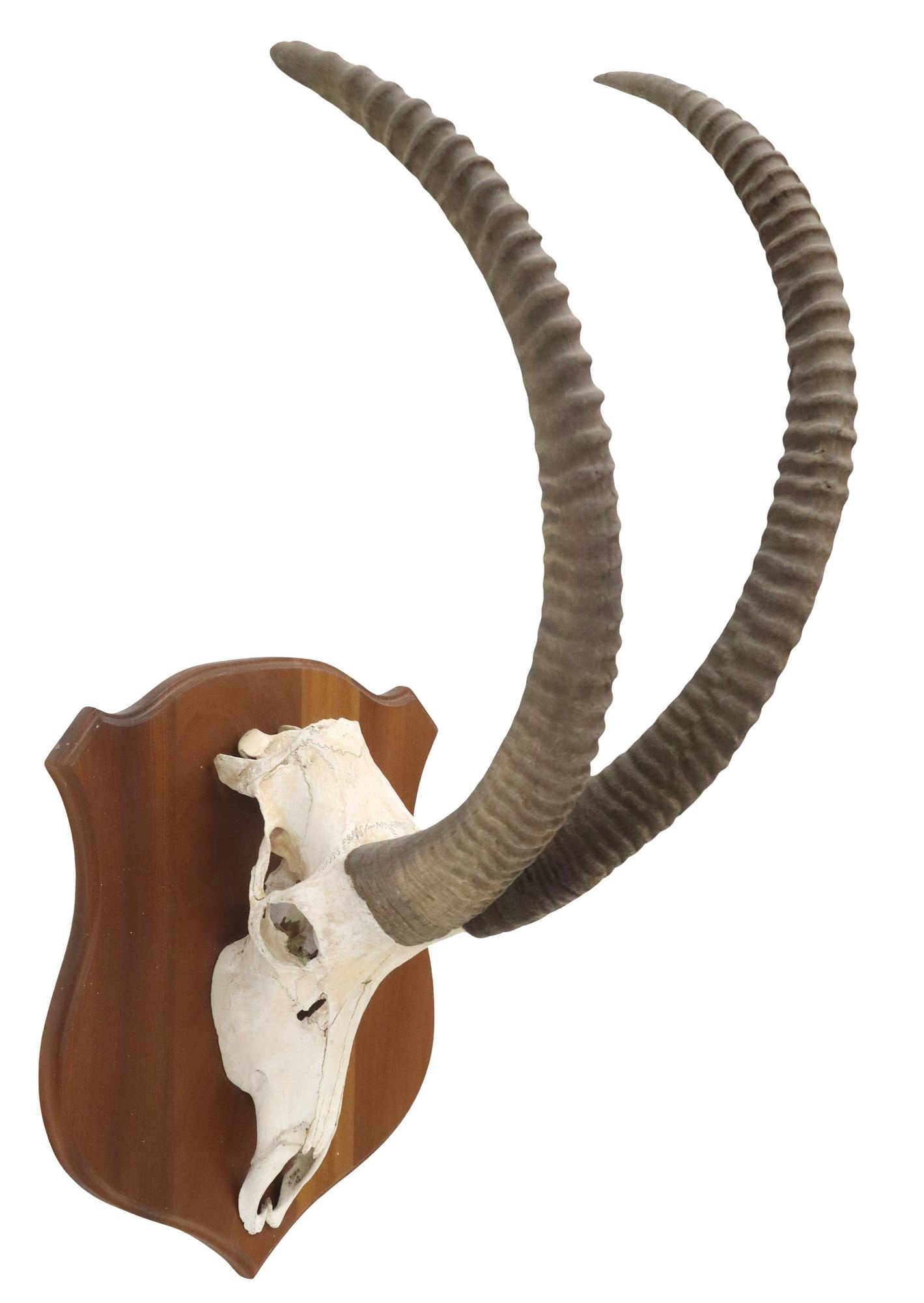 TAXIDERMY SABLE ANTELOPE SKULL TROPHY MOUNT ON WOOD PLAQUE, 37.5"L: Taxidermy sable antelope skull trophy mount, on shaped wood plaque, overall: approx 37.5"l, 16"w, 18.25"d, 16.6lbs
