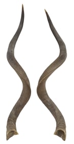 (PR) LARGE UNMOUNTED KUDU ANTELOPE TROPHY HORNS