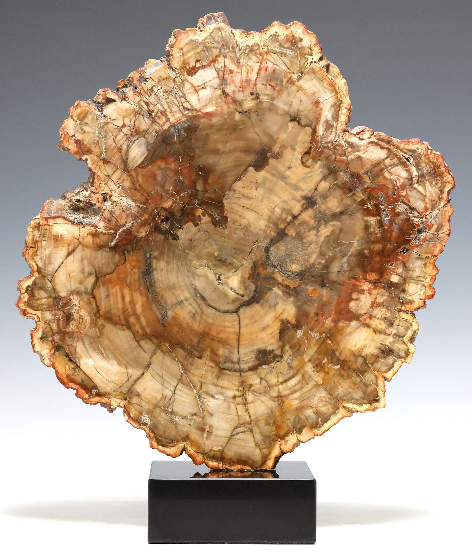 LARGE GEOLOGICAL PETRIFIED WOOD SLAB ON BLACK MARBLE BASE (1 of 3)