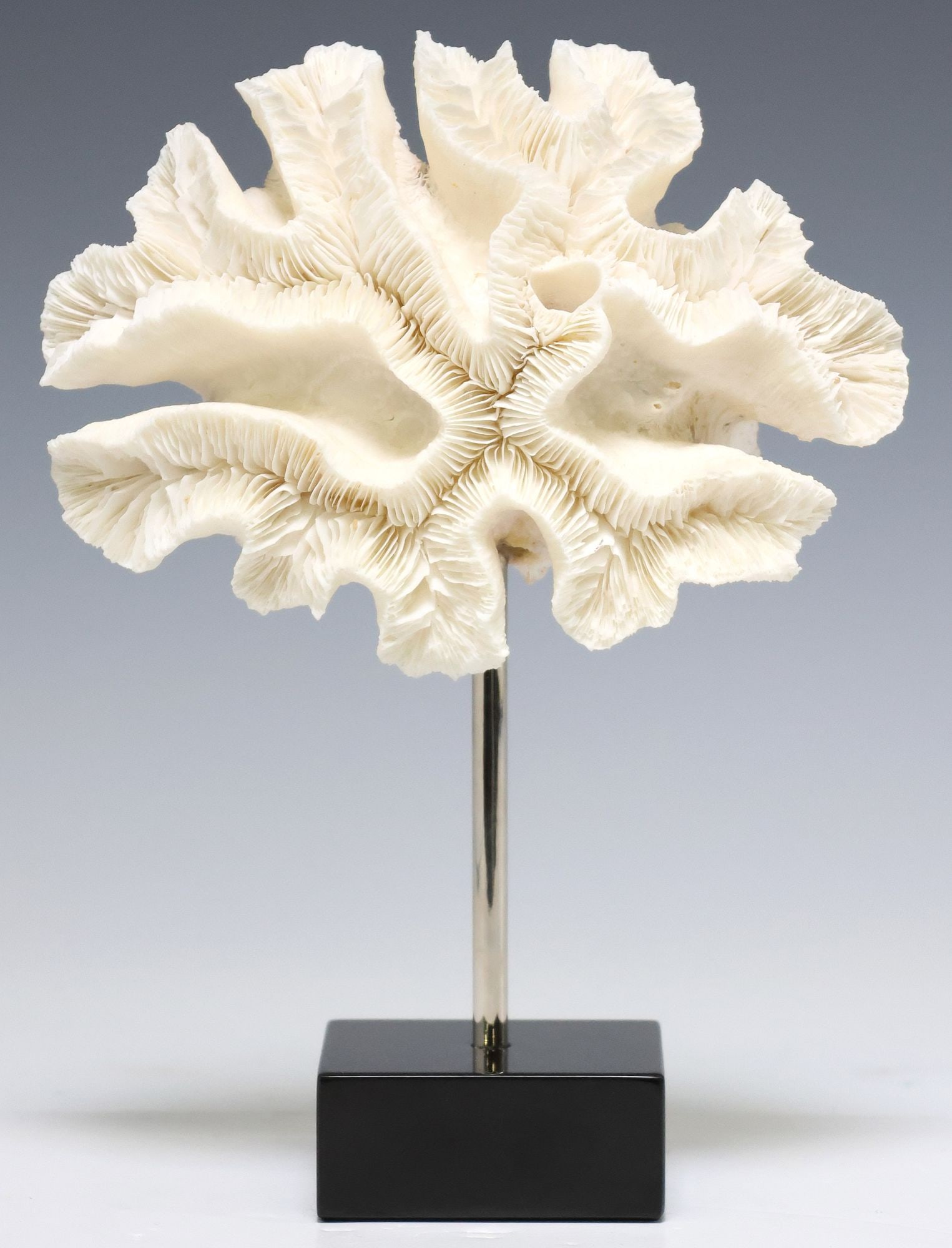 NATURAL OPEN BRAIN CORAL SPECIMEN ON BLACK MARBLE BASE (1 of 3)