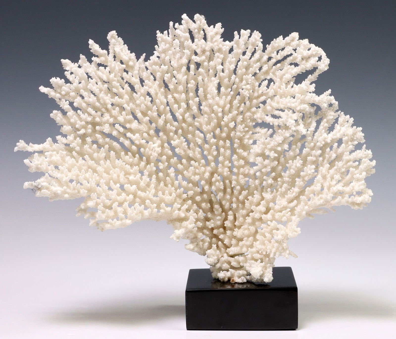 NATURAL FAN CORAL SPECIMEN ON BLACK MARBLE BASE (1 of 3)