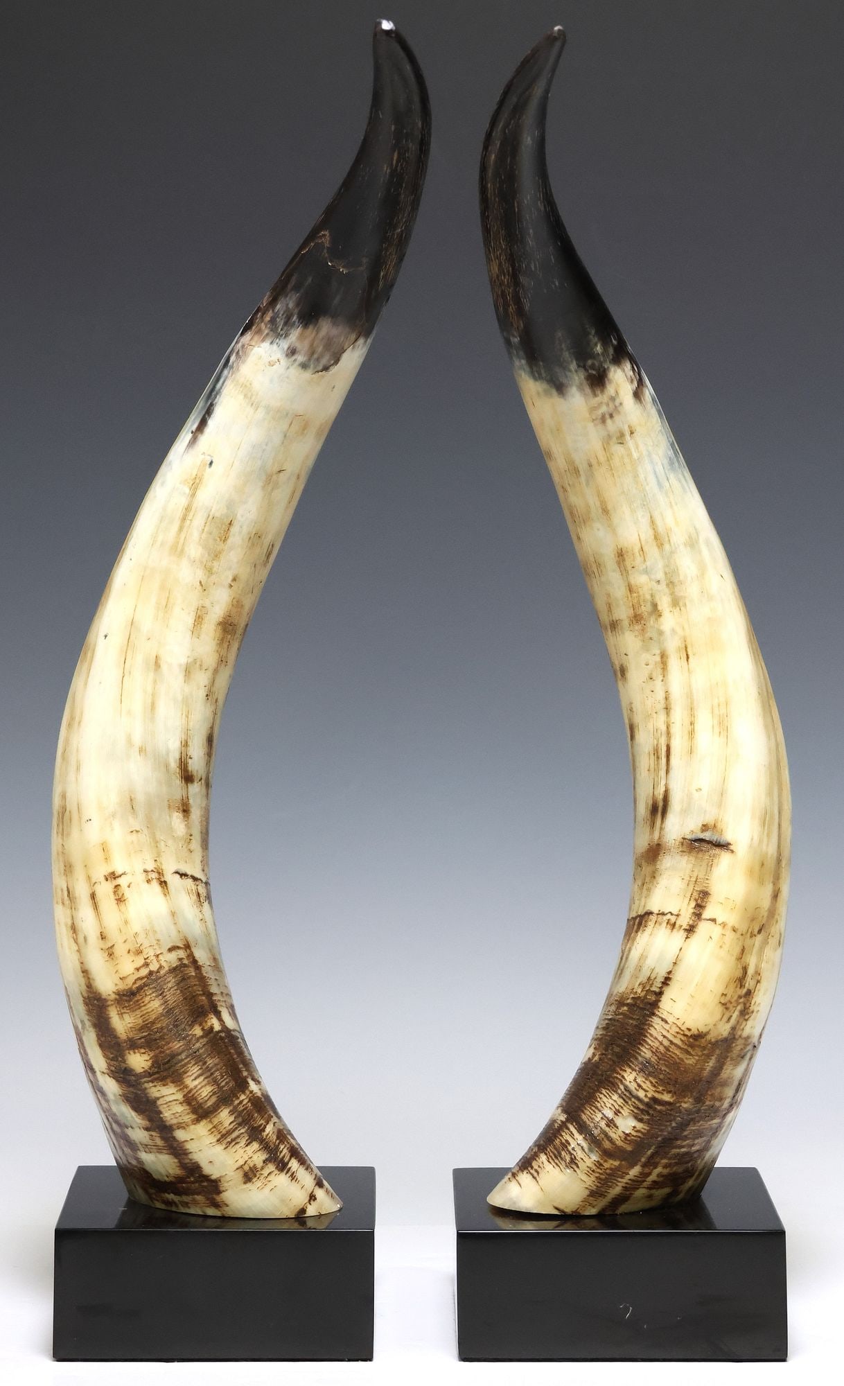 (2) LARGE STEER HORN TROPHY MOUNTS ON BLACK MARBLE BASES (1 of 3)