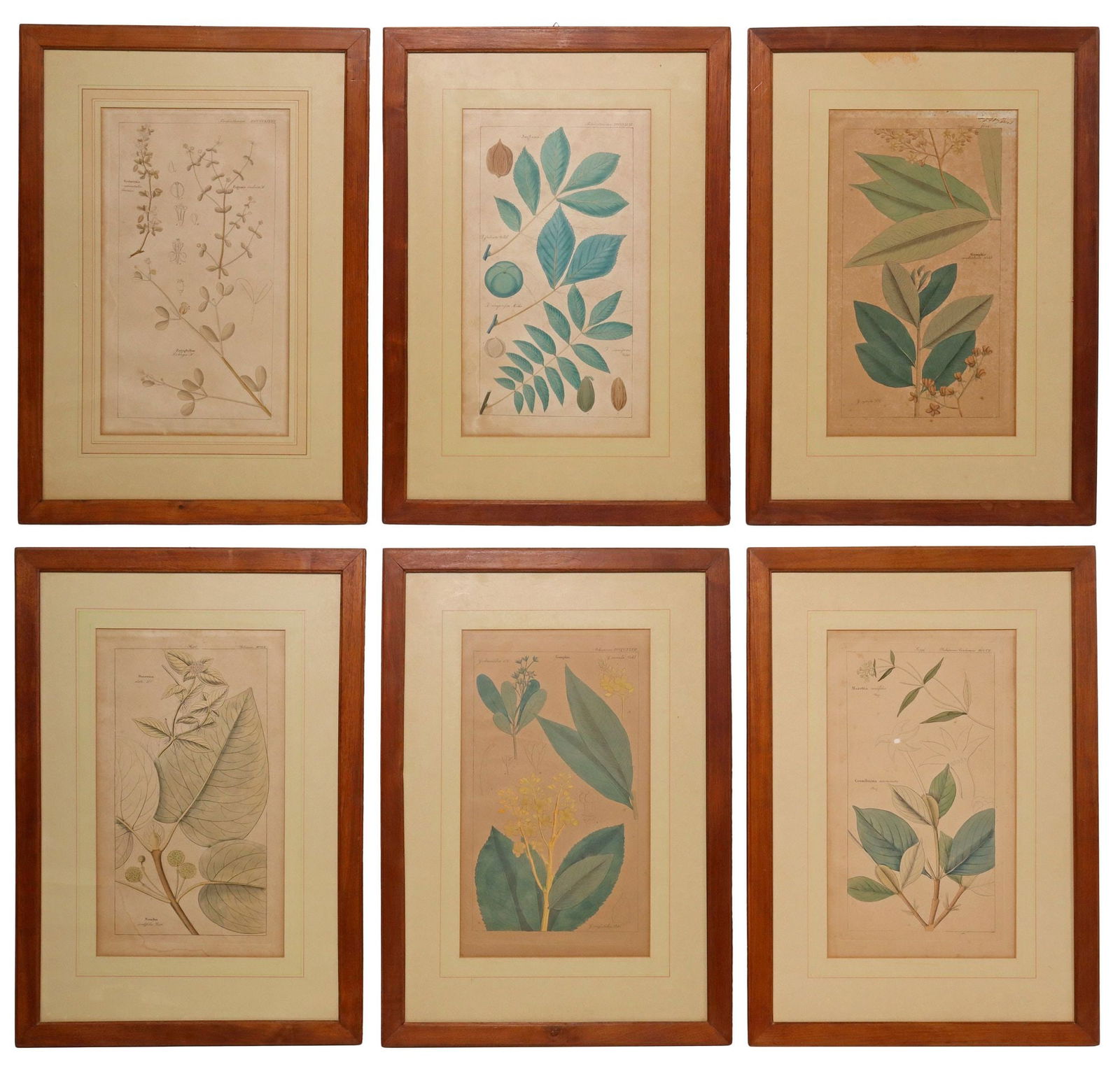 (6) FRAMED BOTANICAL HAND-COLORED ENGRAVINGS (1 of 2)