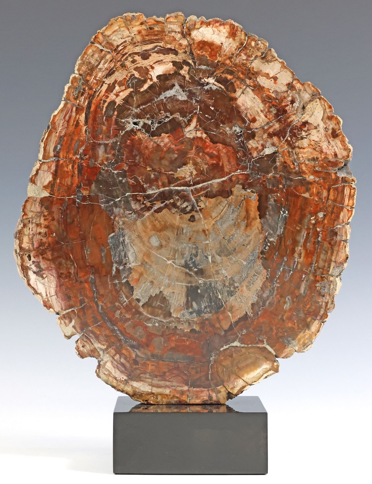 GEOLOGICAL PETRIFIED WOOD SLAB ON BLACK MARBLE BASE (1 of 3)