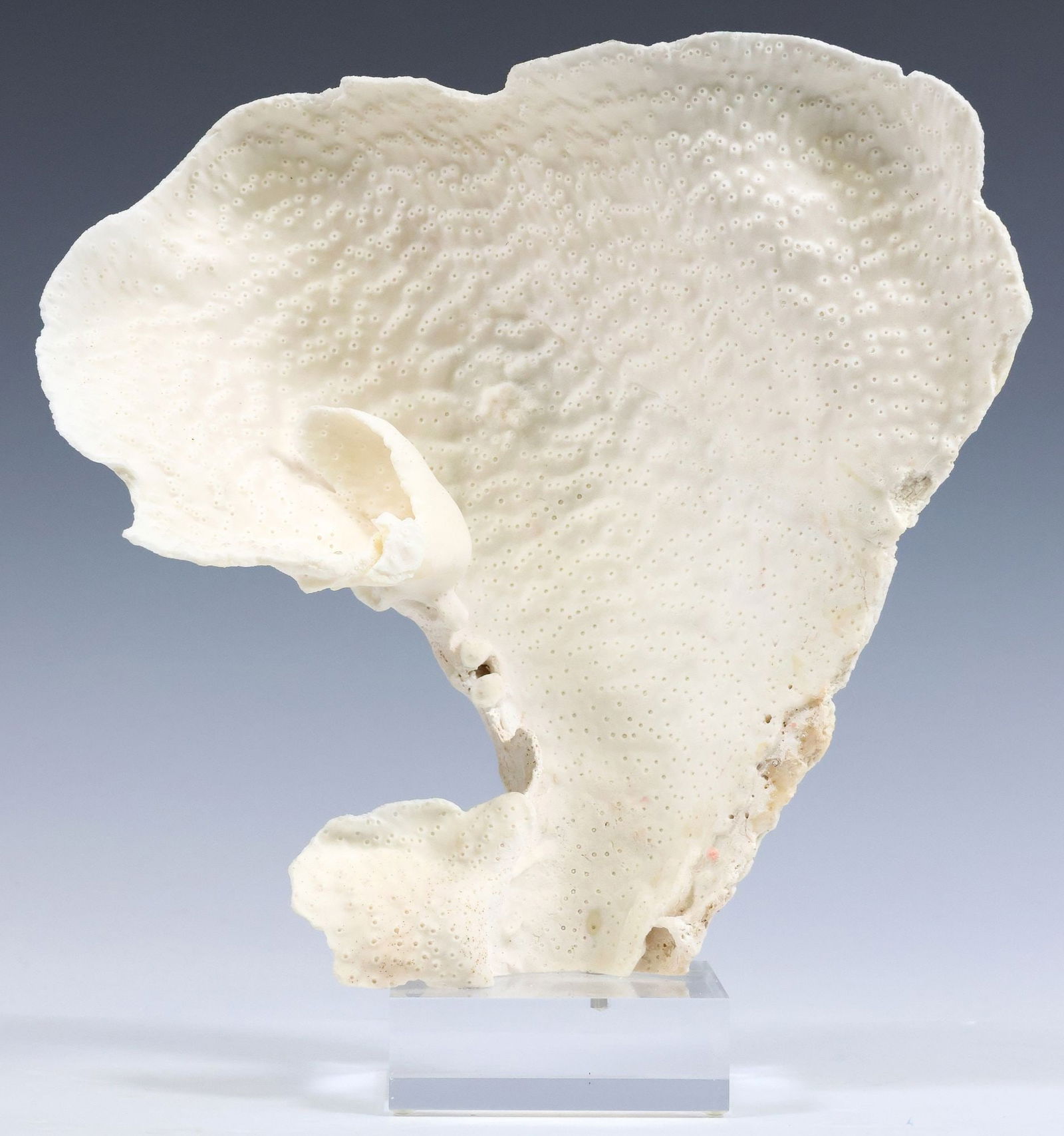 NATURAL CUP CORAL SPECIMEN ON COLORLESS ACRYLIC BASE (1 of 3)