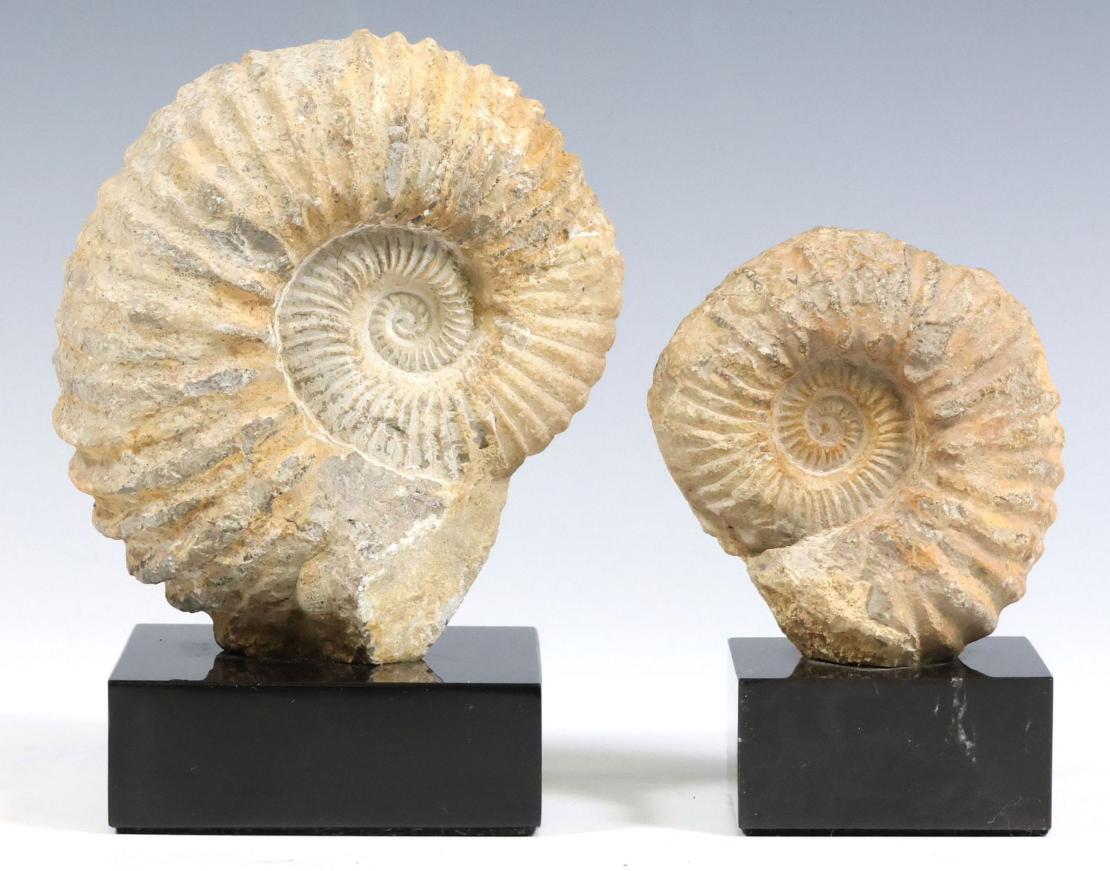 (2) GEOLOGICAL AMMONITE FOSSILS ON BLACK MARBLE BASES (1 of 4)