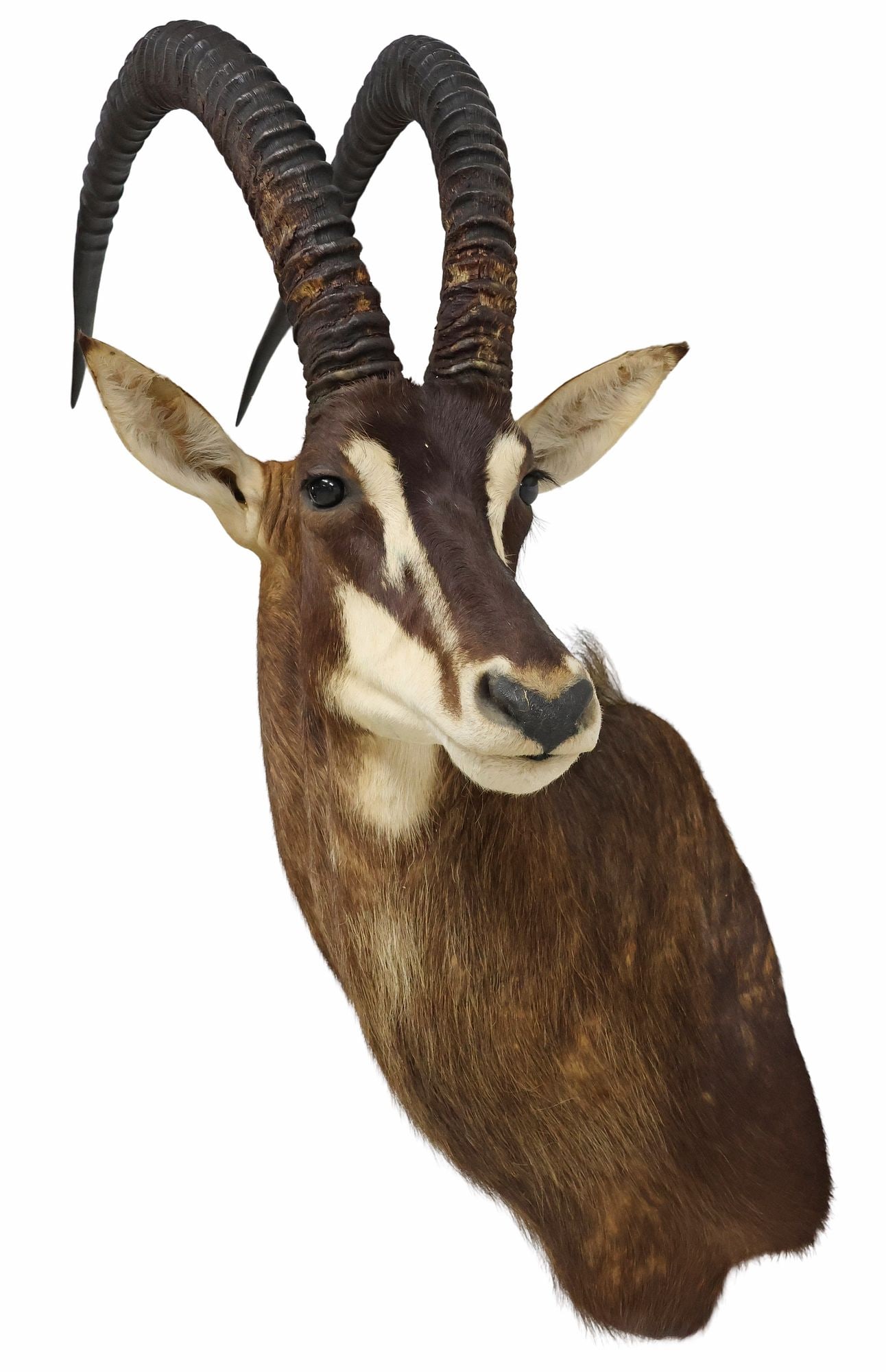 TAXIDERMY COMMON SABLE ANTELOPE SHOULDER TROPHY MOUNT, SAFARI CLUB GOLD: Taxidermy shoulder mount, Common Sable antelope, taken July 1986, Mumbwa, Zambia, Safari Club International gold medallion, Taxidermy International, Raleigh, North Carolina, approx 43.75&quo