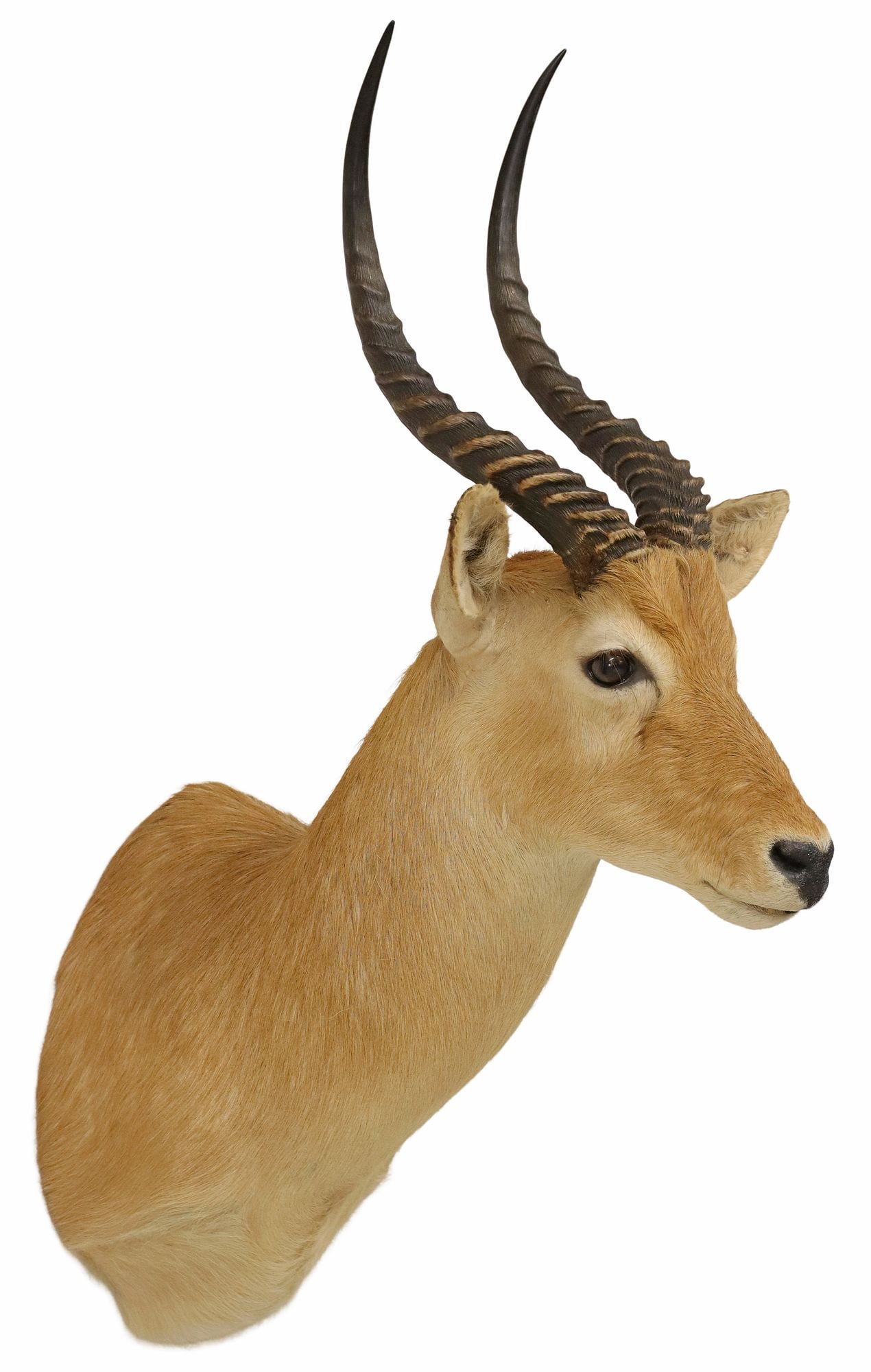 TAXIDERMY PUKU ANTELOPE SHOULDER TROPHY MOUNT, SAFARI CLUB GOLD MEDALLION: Taxidermy shoulder mount, Puku antelope, taken July 1986, Luangwa Valley, Zambia, Safari Club International gold medallion, Taxidermy International, Raleigh, North Carolina, approx 38"h, 14.