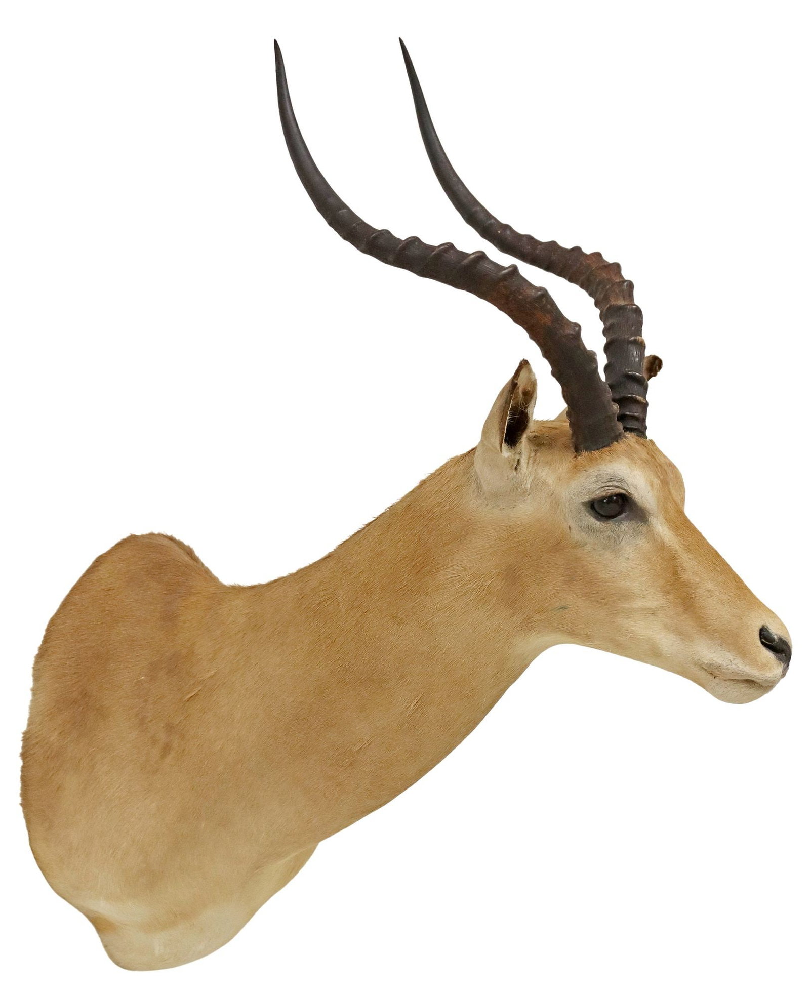 TAXIDERMY SOUTHERN IMPALA SHOULDER TROPHY MOUNT, SAFARI CLUB BRONZE: Taxidermy shoulder mount, Southern Impala antelope, taken August 1984, Luangwa Valley, Zambia, Safari Club International bronze medallion, Capital Taxidermist, Austin, Texas, approx 33.5&quo