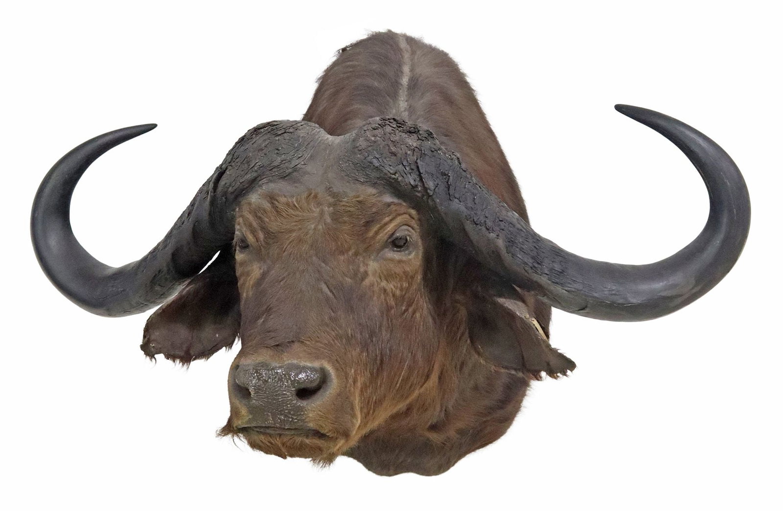 TAXIDERMY CAPE BUFFALO SHOULDER TROPHY MOUNT: Taxidermy Cape buffalo trophy shoulder mount, some exposed lining at ears, losses and repairs to fur under snout and along edges, and near wall mount, approx 35"h, 46"w, 52"d