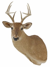 TAXIDERMY DEER SHOULDER TROPHY MOUNT, 10 POINTS