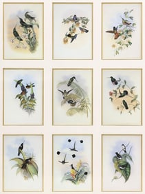 AFTER JOHN GOULD (1804-1888) ORNITHOLOGICAL PRINTS, 51.5" X 40.5"