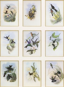 AFTER JOHN GOULD (1804-1888) ORNITHOLOGICAL OFFSET PRINTS, 51.5" X 40.5"