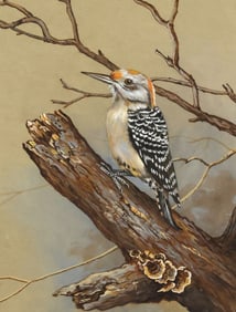 GREER CALHOUN (TX, 20TH C.) GOUACHE PAINTING, RED-BELLIED WOODPECKER