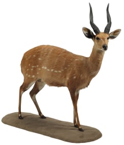 TAXIDERMY FULL BODY CAPE BUSHBUCK / IMBABALA TROPHY MOUNT