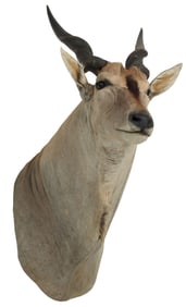 TAXIDERMY GIANT ELAND ANTELOPE SHOULDER TROPHY MOUNT