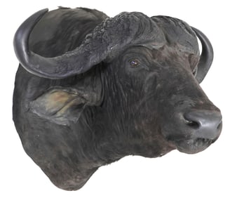 TAXIDERMY AFRICAN CAPE BUFFALO TROPHY MOUNT