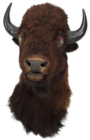 TAXIDERMY NORTH AMERICAN BISON / BUFFALO SHOULDER MOUNT